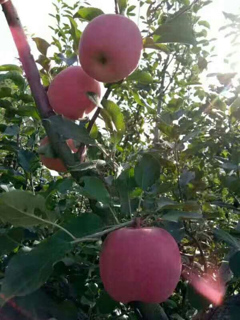 预售大量苹果，品种齐全