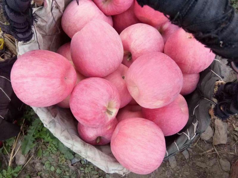 预售大量苹果，品种齐全