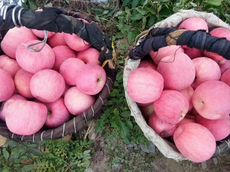 预售大量苹果，品种齐全