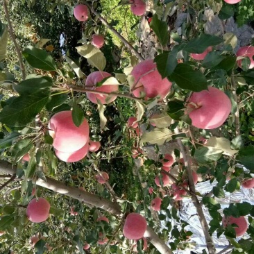 预售大量苹果，品种齐全