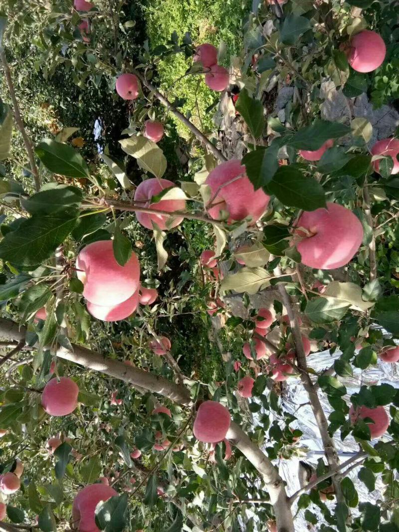 预售大量苹果，品种齐全