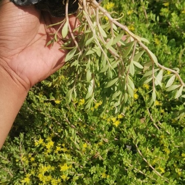 垂盆草佛甲草山东青州货源苗圃直发