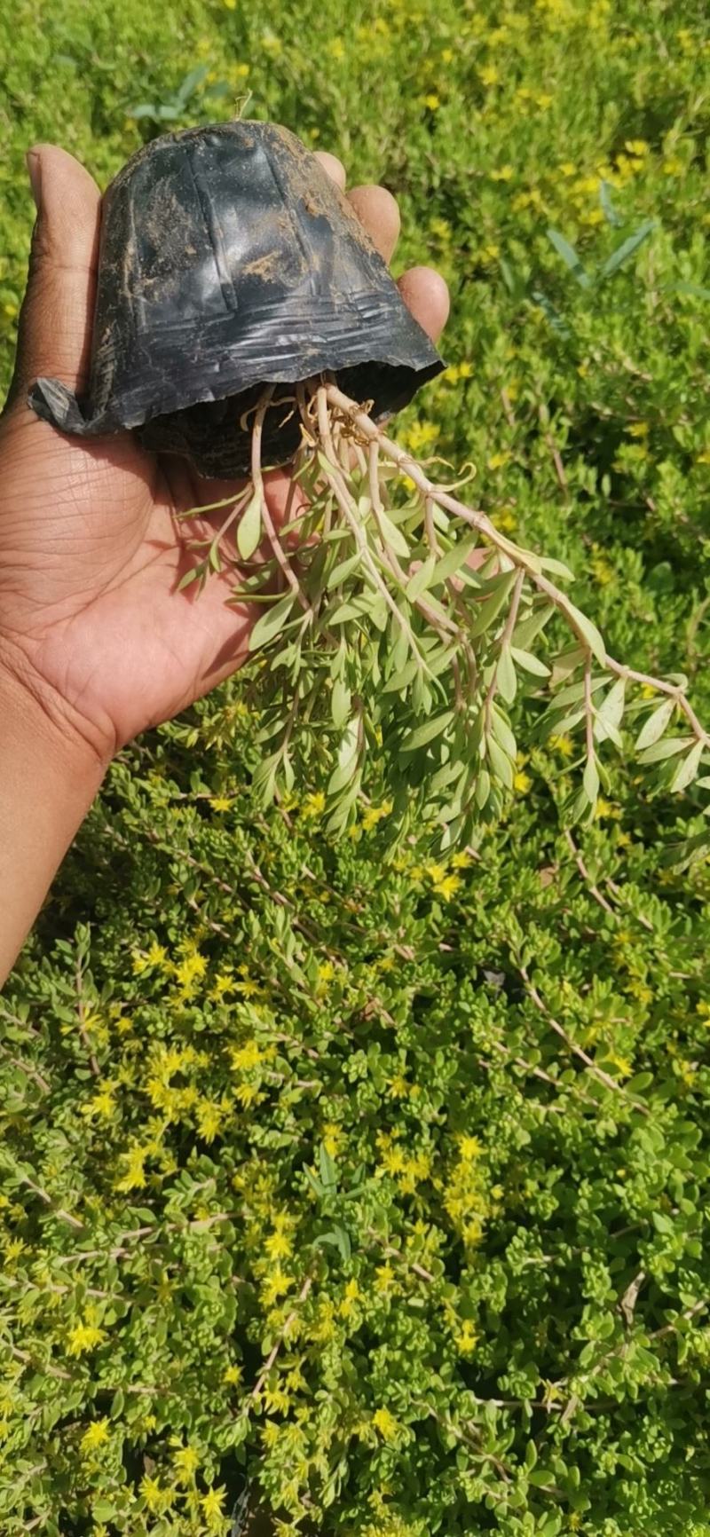 垂盆草佛甲草山东青州货源苗圃直发