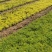 垂盆草佛甲草山东青州货源苗圃直发
