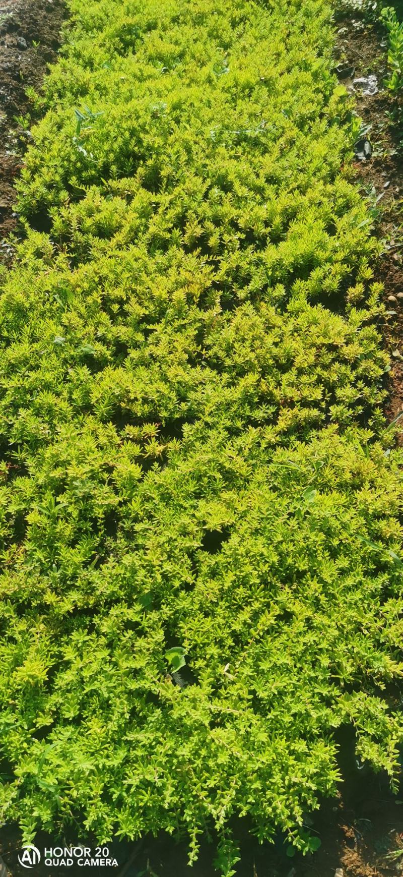 垂盆草佛甲草山东青州货源苗圃直发