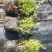 垂盆草佛甲草山东青州货源苗圃直发