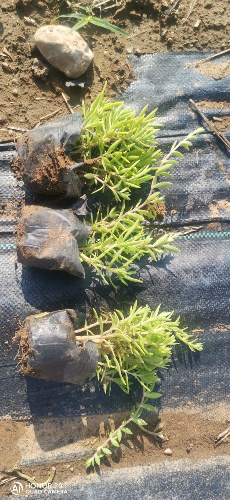 垂盆草佛甲草山东青州货源苗圃直发