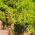 垂盆草佛甲草山东青州货源苗圃直发