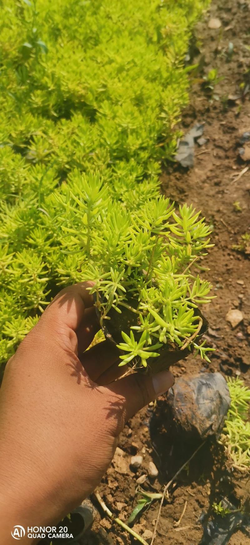 垂盆草佛甲草山东青州货源苗圃直发