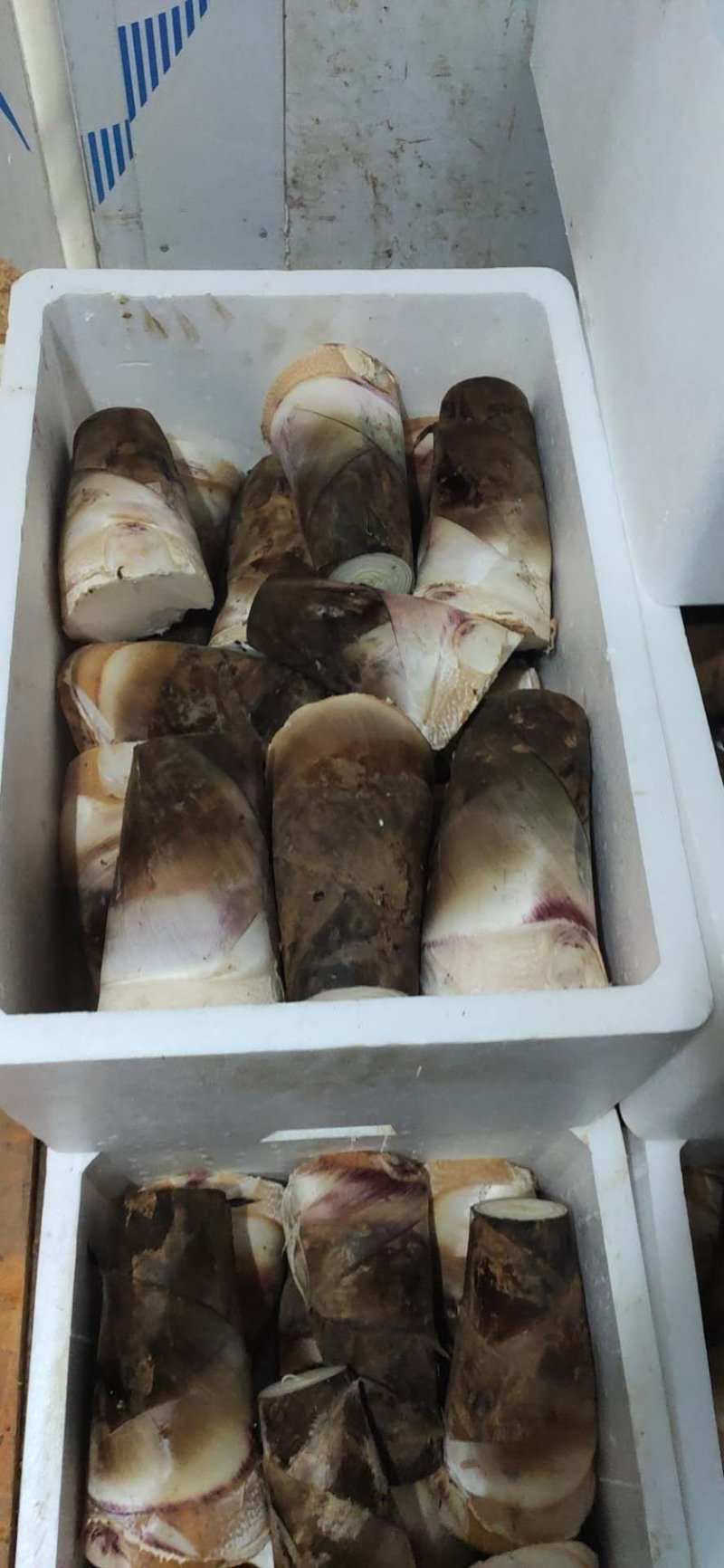 桂笋甜竹笋水果竹笋可以生吃的竹笋产地直销价格实惠