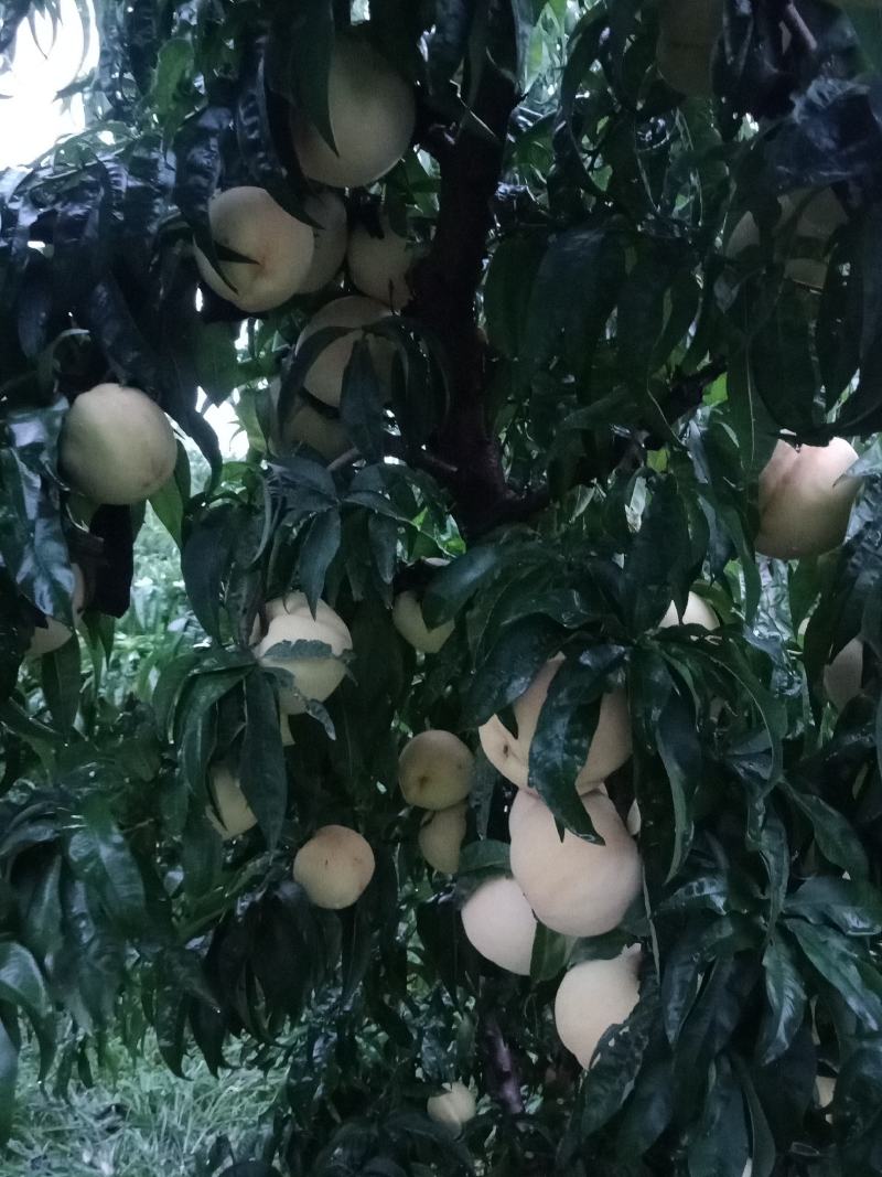 套纸袋水蜜桃，现在已经开园，颜色好口感甜个大
