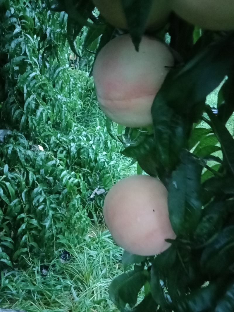 套纸袋水蜜桃，现在已经开园，颜色好口感甜个大