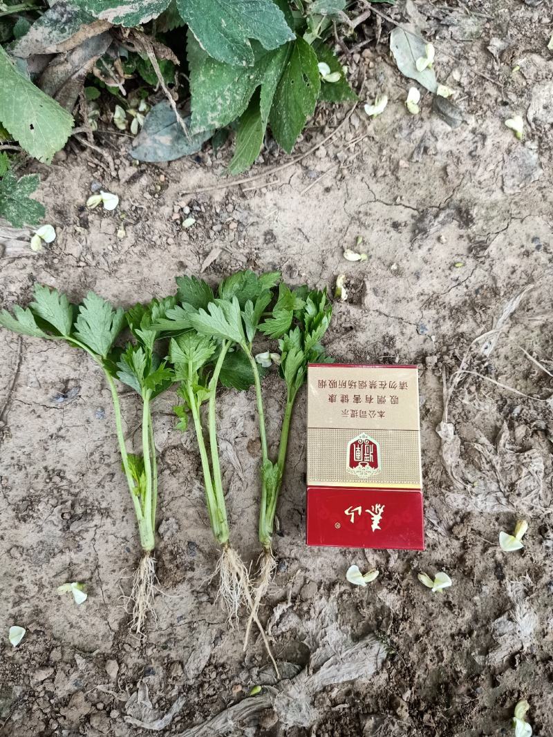 百亩芹菜苗基地，滨州芹菜苗，销往全国各地，包成活率包质量