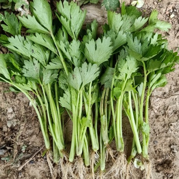 百亩芹菜苗基地,滨州芹菜苗,销往全国各地,包成活率包质量