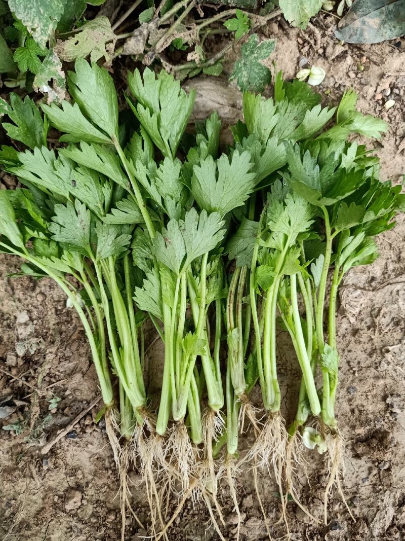 百亩芹菜苗基地，滨州芹菜苗，销往全国各地，包成活率包质量