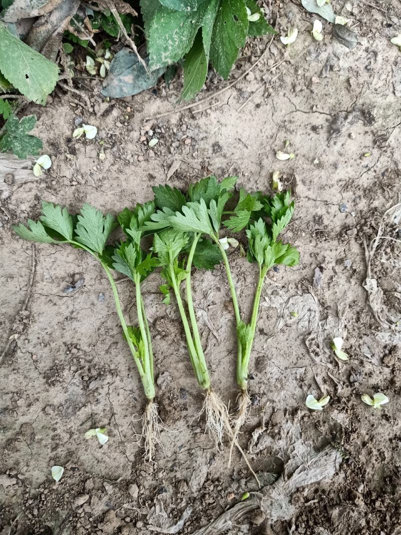 百亩芹菜苗基地，滨州芹菜苗，销往全国各地，包成活率包质量