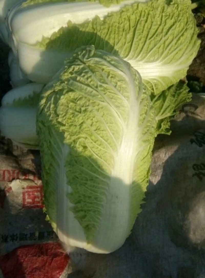 黄心白菜.河北玉田大一手货源，质量优益价格便宜，协办装车