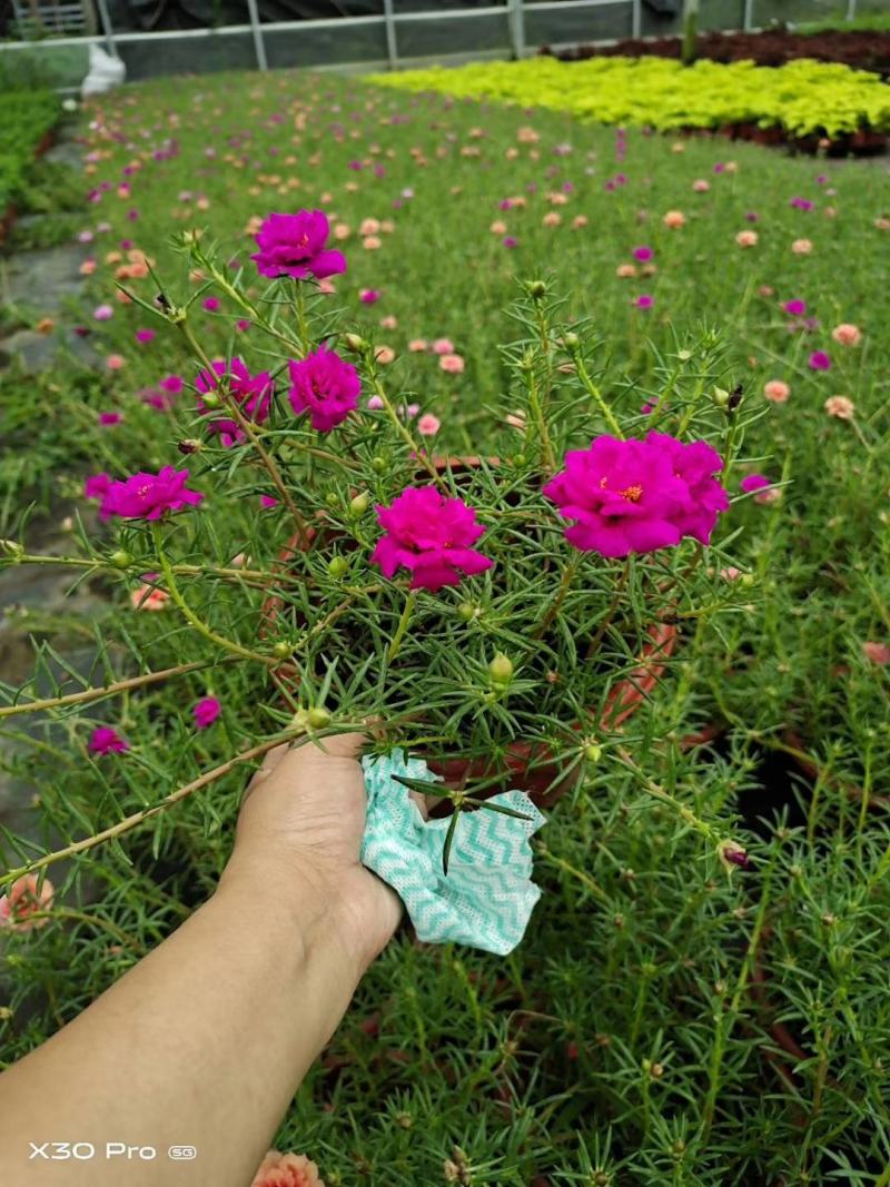 太阳花园林花卉基地大量有货