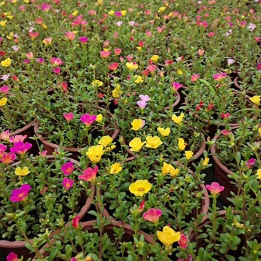 太阳花园林花卉基地大量有货