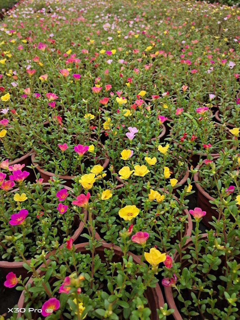 太阳花园林花卉基地大量有货