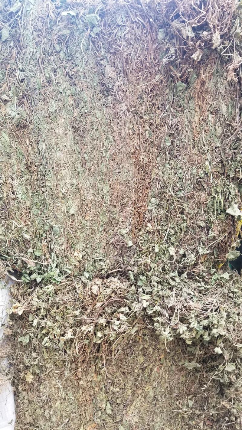 积雪草23年新四川纯野生好统货颜色好干度好品质优
