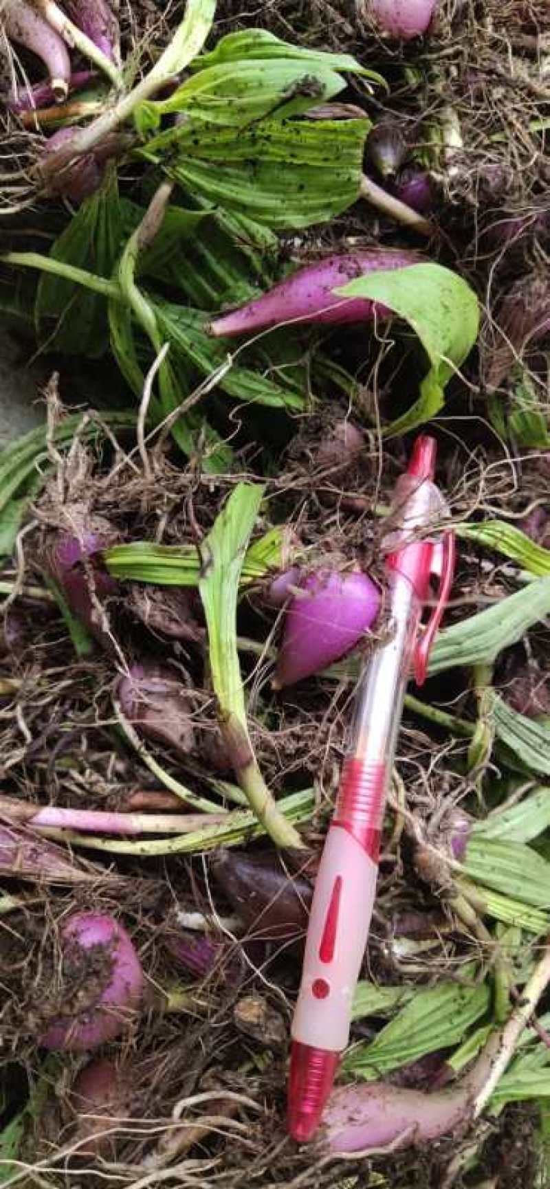 纯野生的冰球子。来自大山里面的好苗！好货欢迎大家下单。