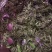 纯野生的冰球子。来自大山里面的好苗！好货欢迎大家下单。