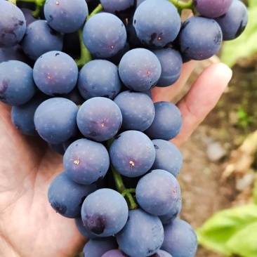 复黑葡萄：精品大棚种植