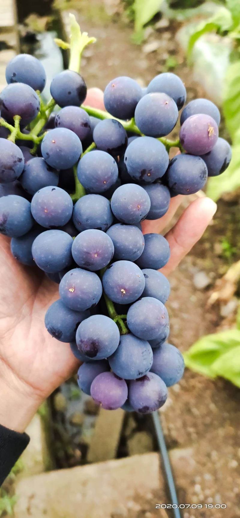 复黑葡萄：精品大棚种植