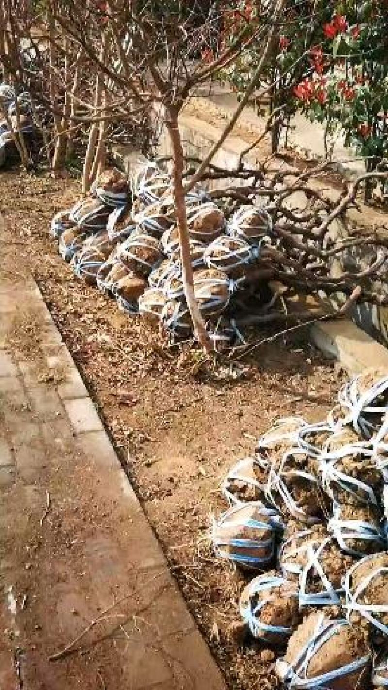 葡萄苗，苗圃现挖，产地直供，量大优惠，阳光玫瑰，户太八号