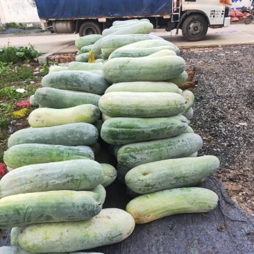 大白冬瓜，条形好，无虫害，基地直供，量大优惠，欢迎联系