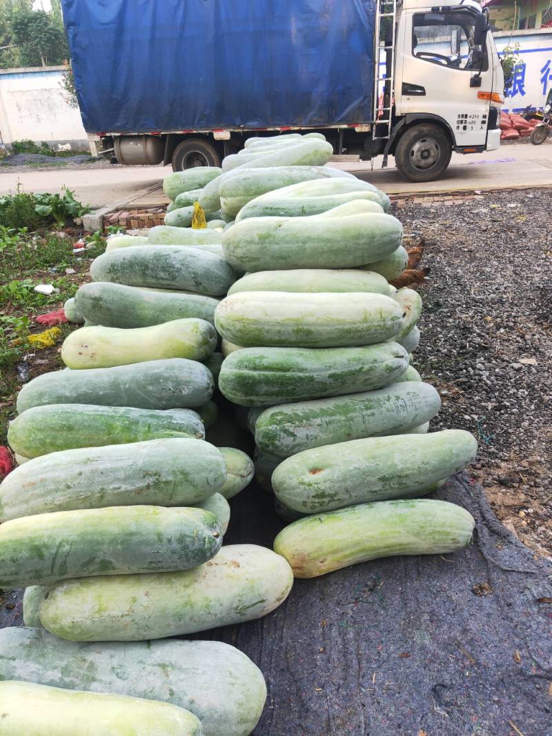 大白冬瓜，条形好，无虫害，基地直供，量大优惠，欢迎联系