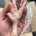 023厂(鸡爪)35+现货