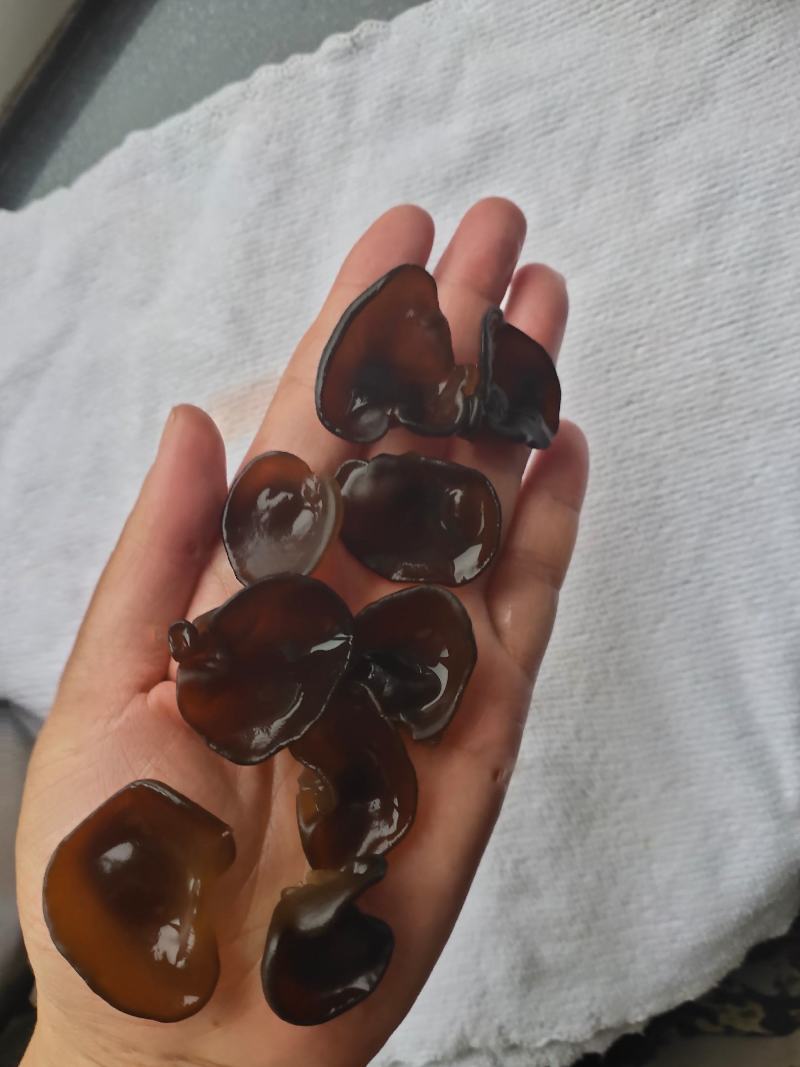 小兴安岭林都伊春头茬黑木耳，秋木耳，朵厚，肉弹产地直销