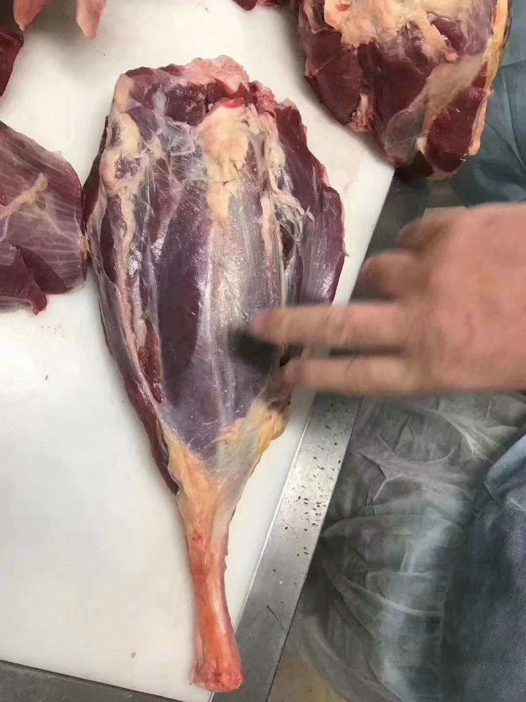 阿根廷2531牛前后四分体带骨牛后腿肉牛前腿肉