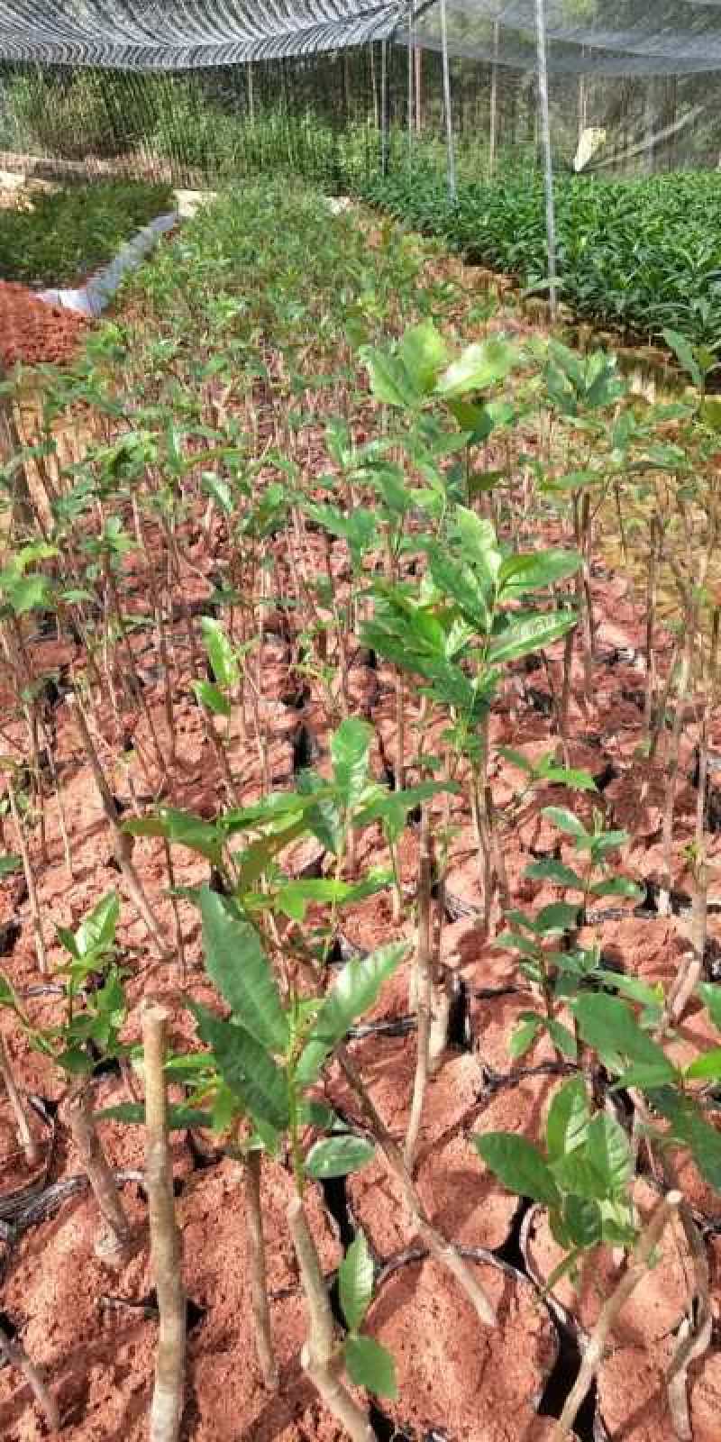 白花牛奶根苗今年种植明年可收，产品新价格高