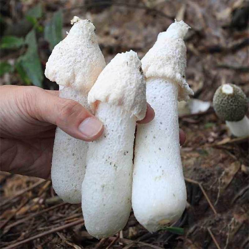 特级短裙不开伞竹荪干货今年新货无硫熏香味浓郁