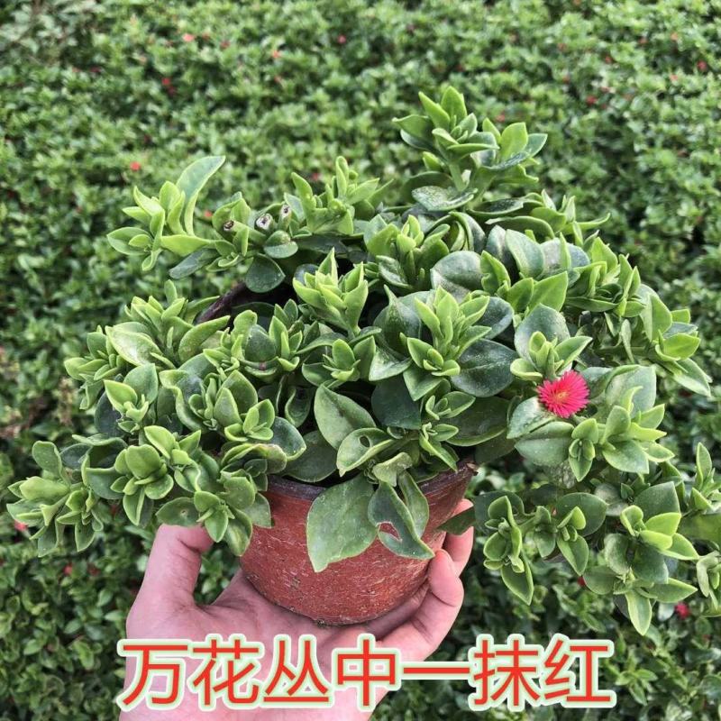 牡丹吊兰植物绿萝常春藤盆栽绿植花卉盆栽口红吊兰除甲醛净化