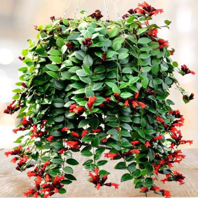 牡丹吊兰植物绿萝常春藤盆栽绿植花卉盆栽口红吊兰除甲醛净化