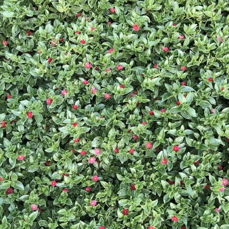 牡丹吊兰植物绿萝常春藤盆栽绿植花卉盆栽口红吊兰除甲醛净化