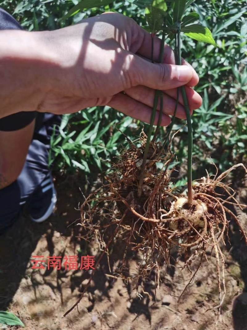 云南黄精苗红花滇黄精两年种苗基地直供品质保障