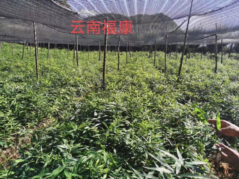 云南黄精苗红花滇黄精两年种苗基地直供品质保障