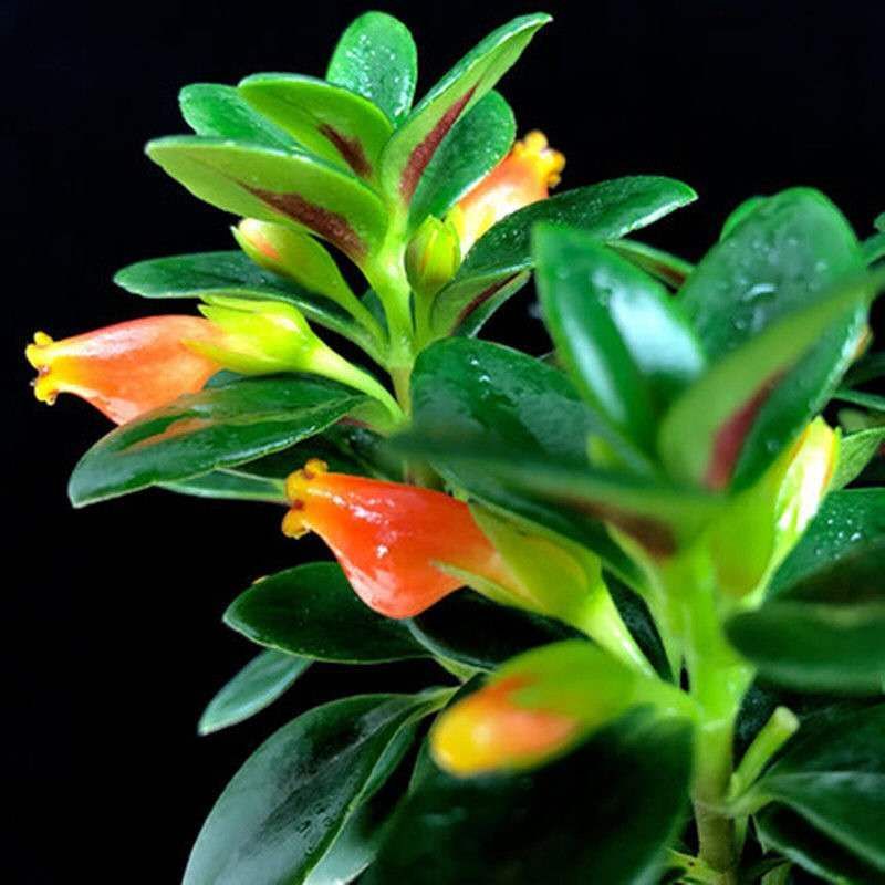 金鱼吊兰花室内植物盆栽桌面四季净化空气吸甲醛花卉驱蚊虫