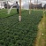 金鱼吊兰花室内植物盆栽桌面四季净化空气吸甲醛花卉驱蚊虫