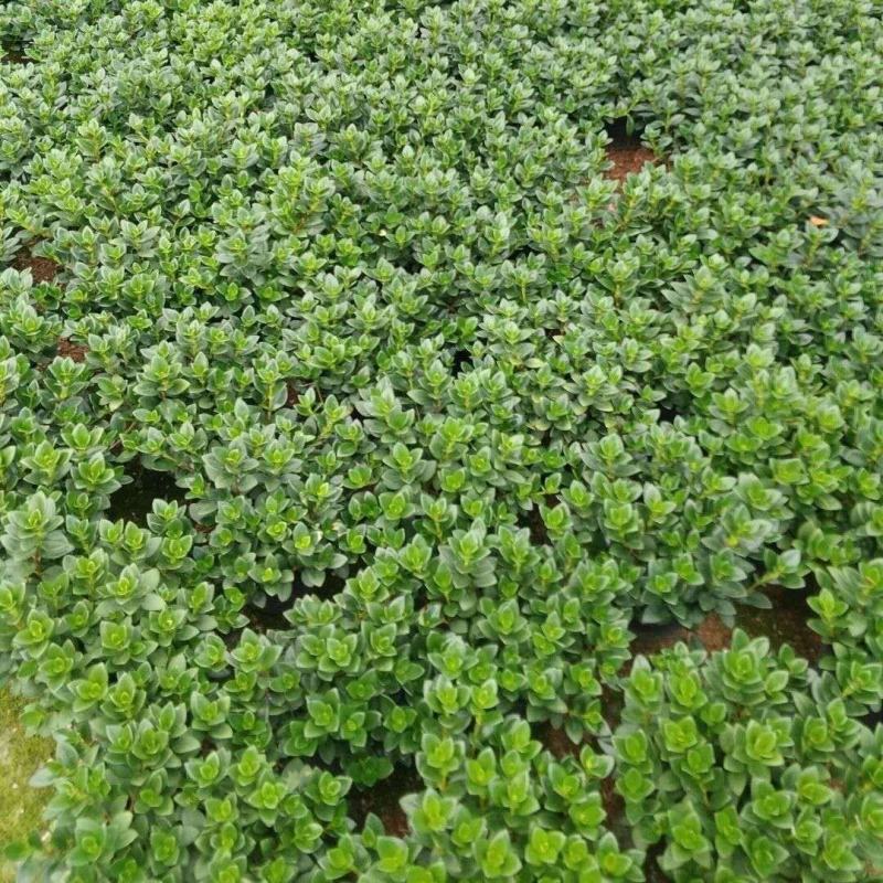 金鱼吊兰花室内植物盆栽桌面四季净化空气吸甲醛花卉驱蚊虫