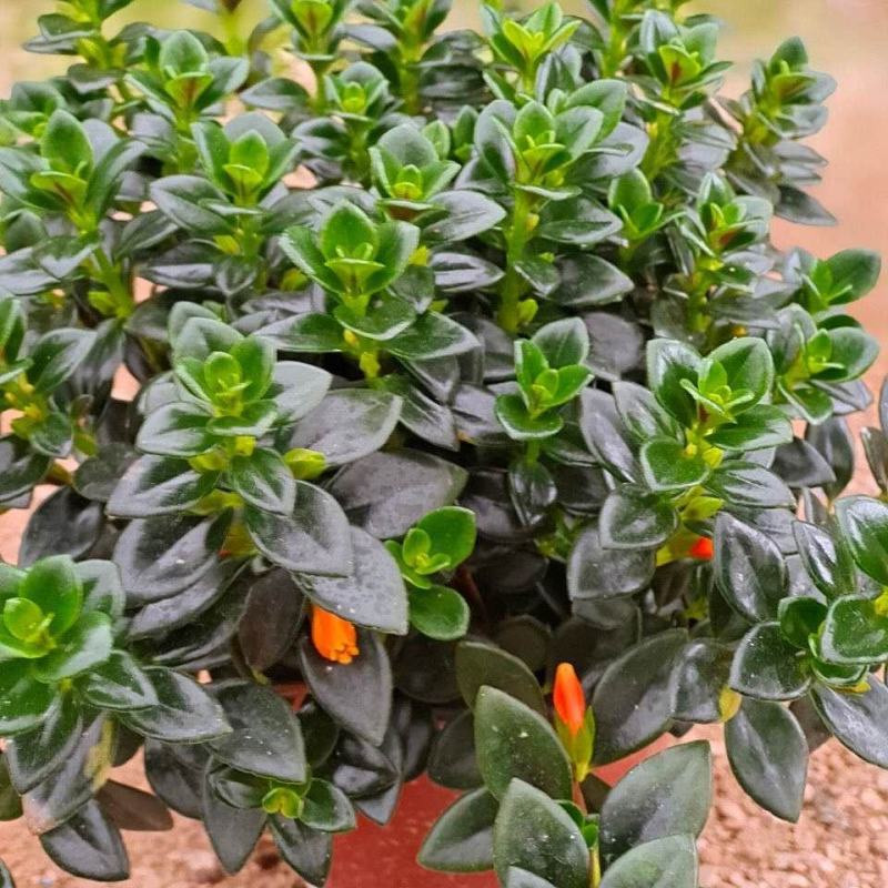 金鱼吊兰花室内植物盆栽桌面四季净化空气吸甲醛花卉驱蚊虫