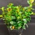 金鱼吊兰花室内植物盆栽桌面四季净化空气吸甲醛花卉驱蚊虫