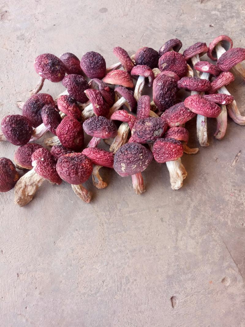 自家烘烤云南普洱野生大红菇中菇