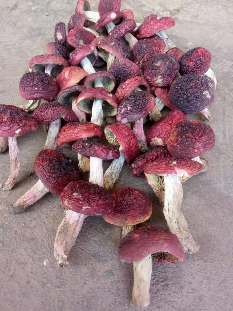 自家烘烤云南普洱野生大红菇中菇