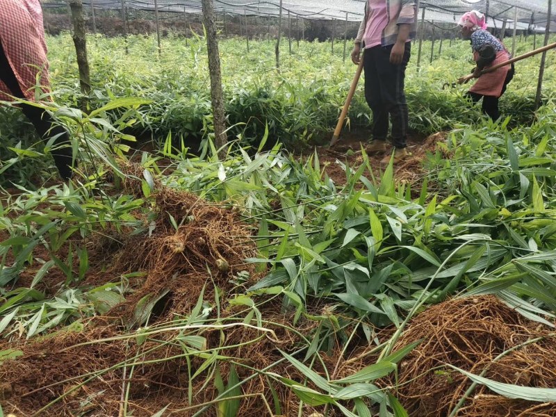 基地直供滇黄精红花种苗，1.5公分以上价格美丽